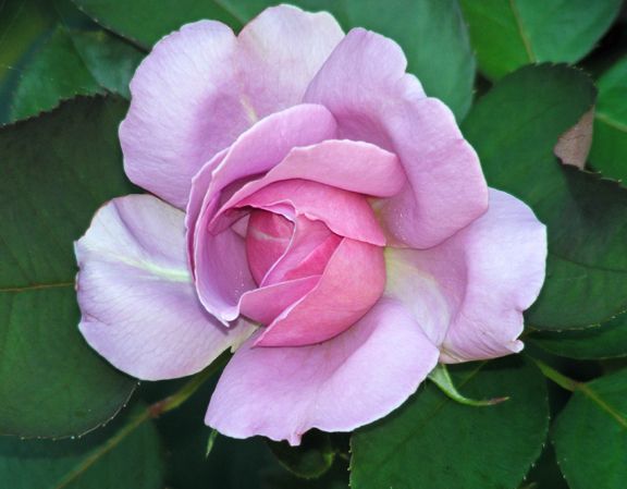 Love Song photo ls2013_07150002_zps02c150b6.jpg